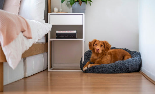 Comment choisir le panier idéal pour votre chien ?