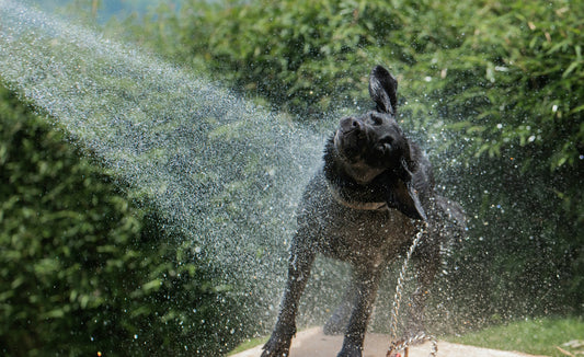 Fortes chaleurs : garder son chien et son chat au frais