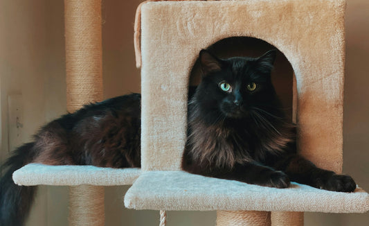 Bien choisir un arbre à chat : le guide complet