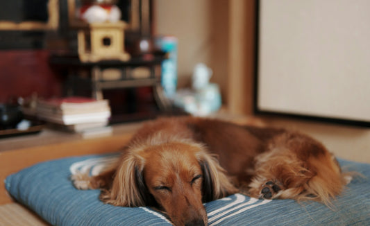 Comment laver le panier de son chien