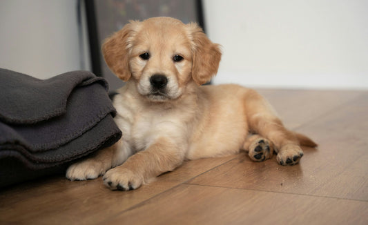 Arrivée d'un chiot : la liste des indispensables