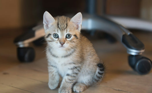 Accueillir un chaton : l'équipement de base