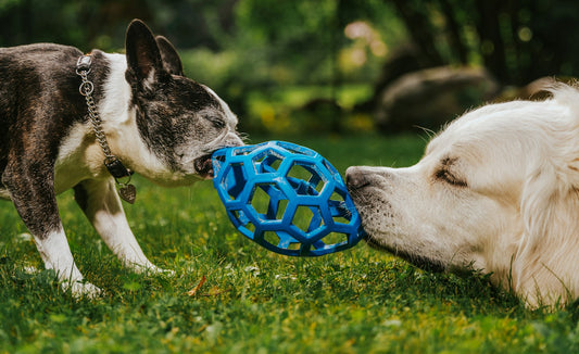 Chien seul à la maison : les jouets d'occupation