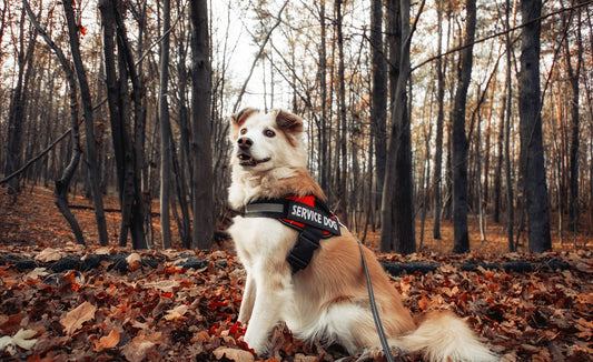 Comment mesurer votre chien pour choisir le bon harnais