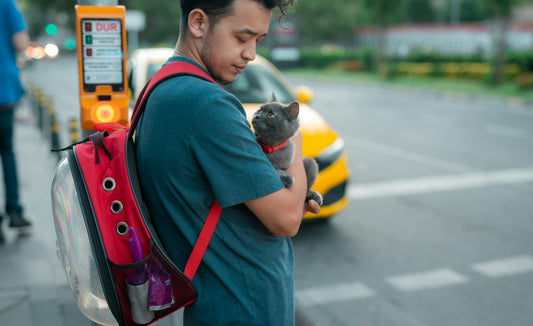 Transporter son chat en toute sérénité