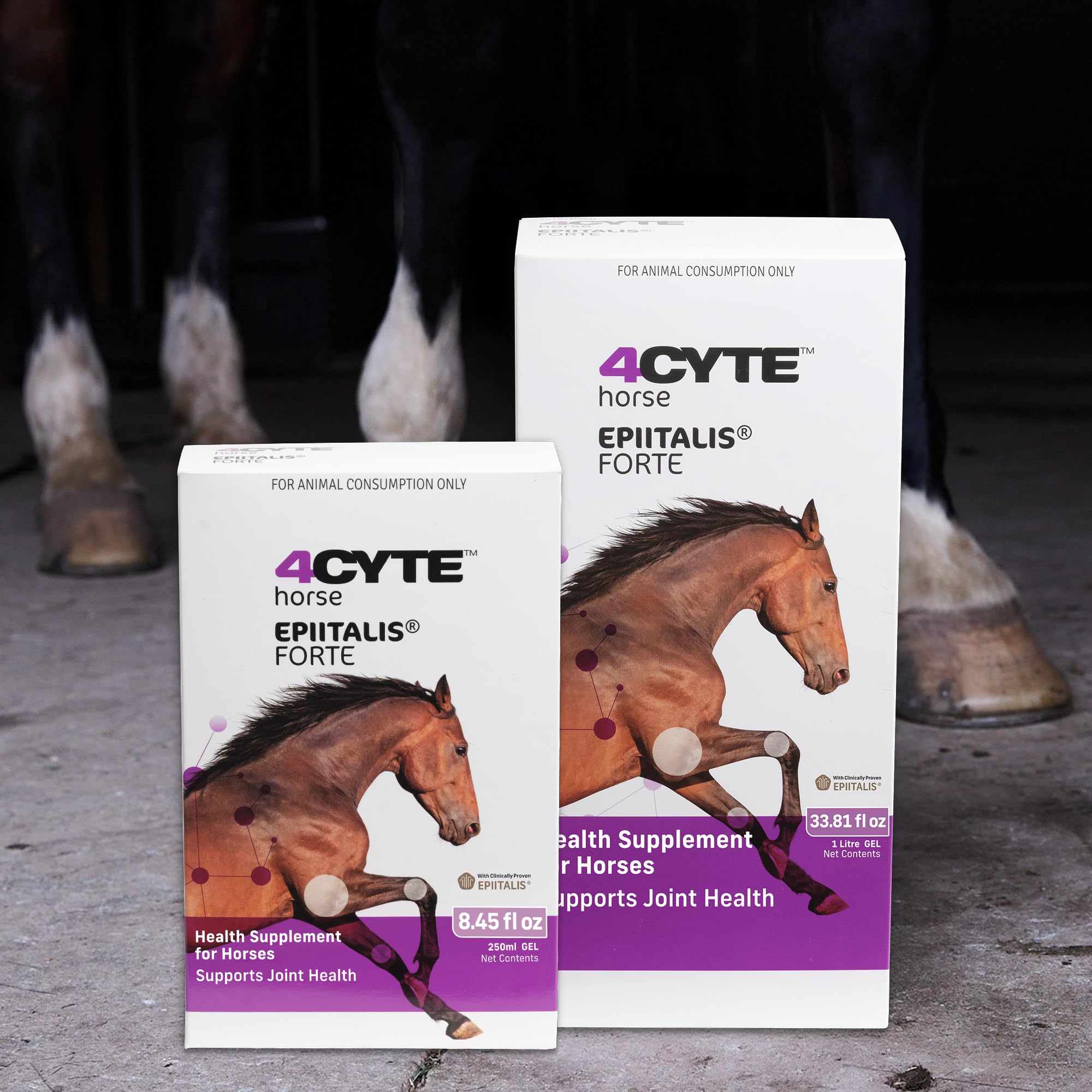 Cheval actif sur piste avec 4CYTE Epiitalis Forte suggérant maintien de la souplesse