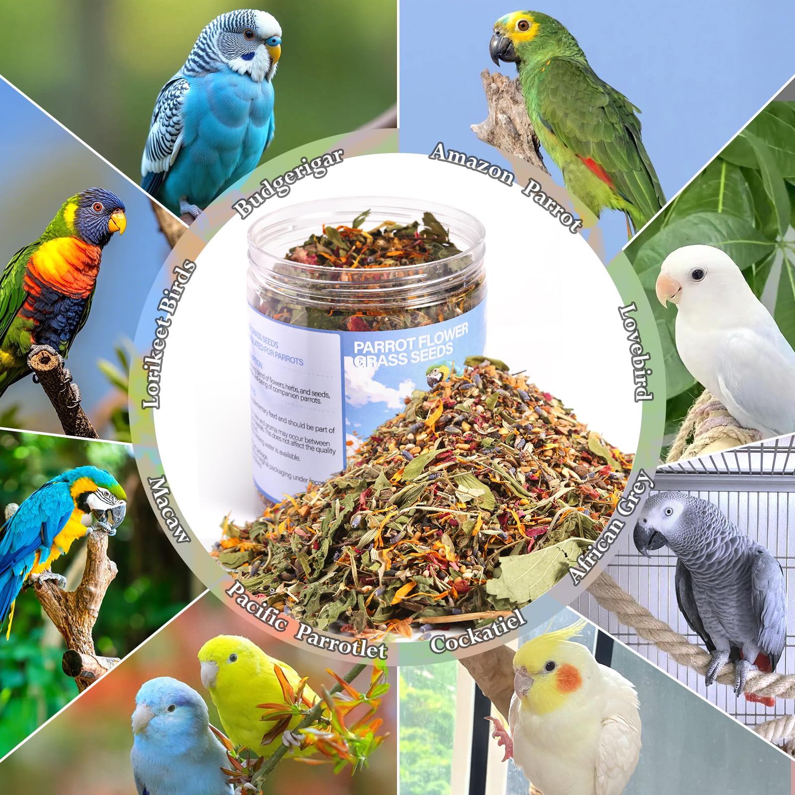 Abizoo scène lifestyle montrant intégration au quotidien birdcare