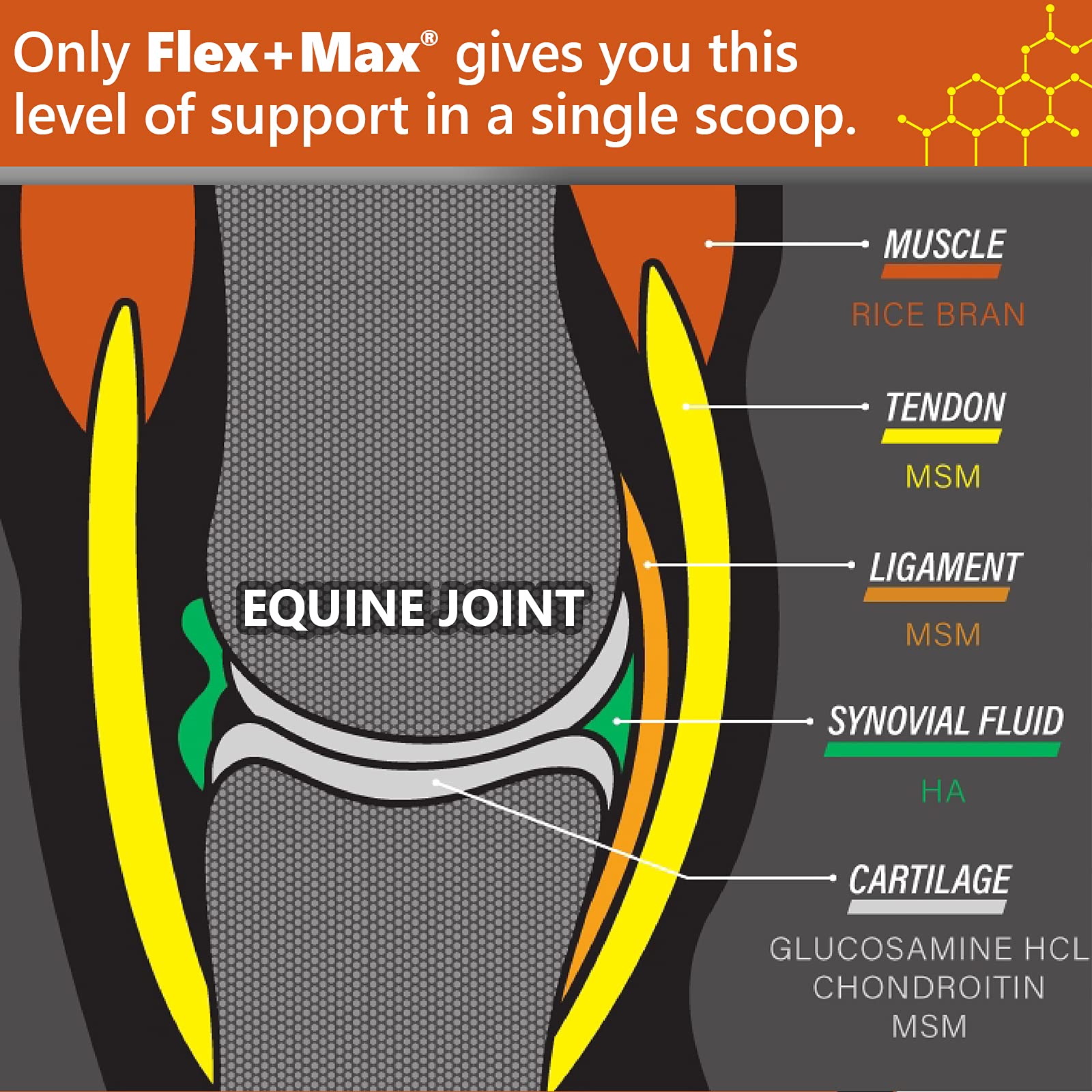 Gros plan des pellets Absorbine Flex+Max montrant la texture concentrée et appétente