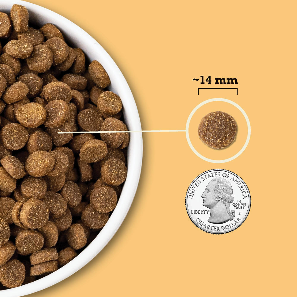 ACANA chien mange dans un bol montrant appétit et digestion confortable