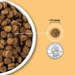 ACANA chien mange dans un bol montrant appétit et digestion confortable
