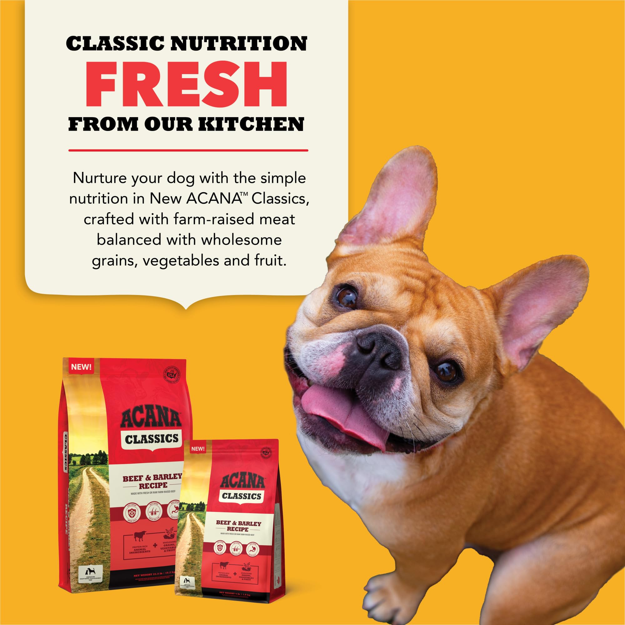 ACANA chien mange en cuisine, appétit et plaisir du repas