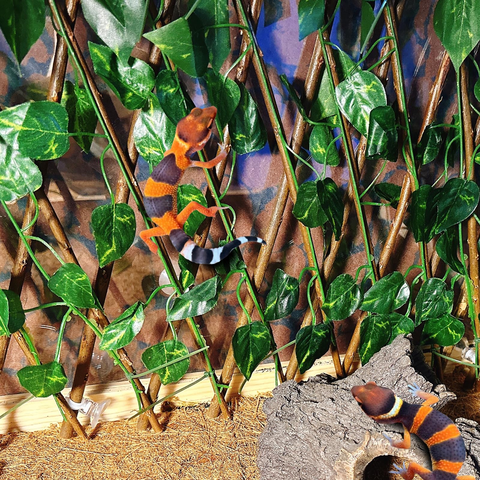 Acsist installé dans terrarium avec pogona encourageant exploration