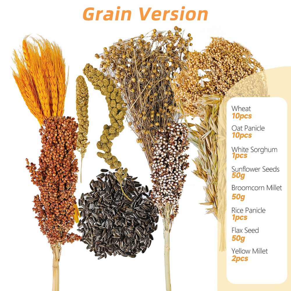 Acsist gros plan des graines de tournesol, nutrition et stimulation masticable pour rongeurs