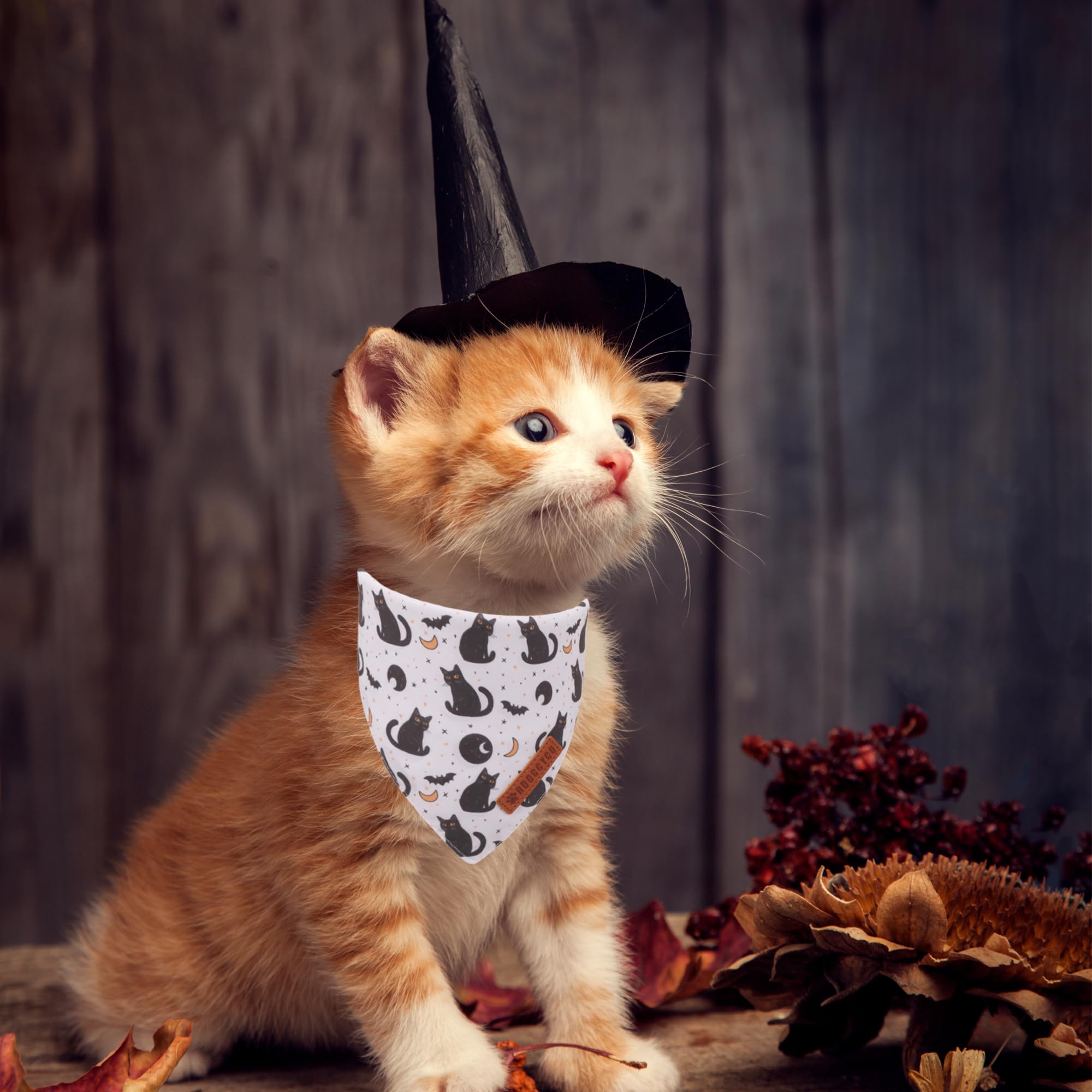 ADOGGYGO bandana porté par chat, mise en valeur pour photo