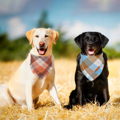 ADOGGYGO bandana porté par grand chien pour look festif d'automne