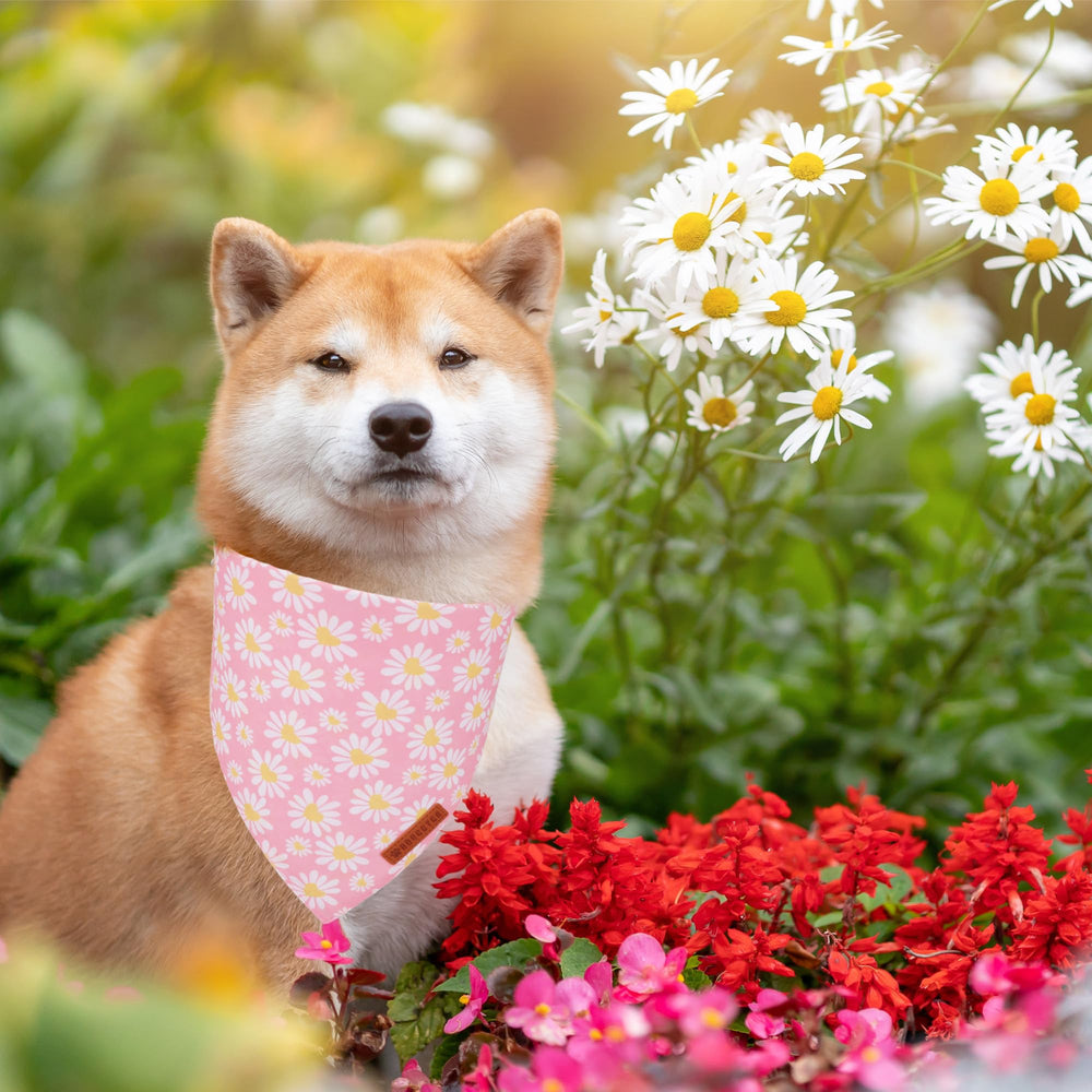 ADOGGYGO bandana porté en promenade, rend le chien élégant
