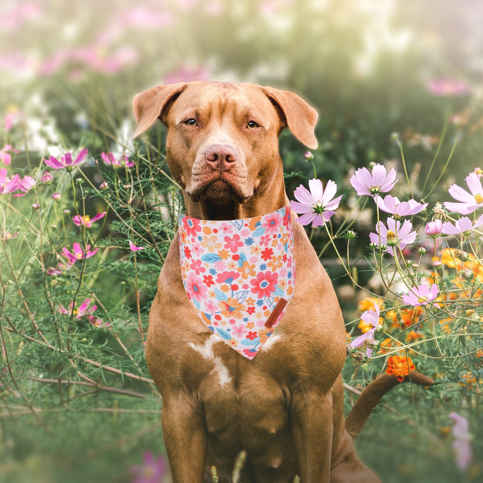 ADOGGYGO gros plan tissu, marguerites douces et confort