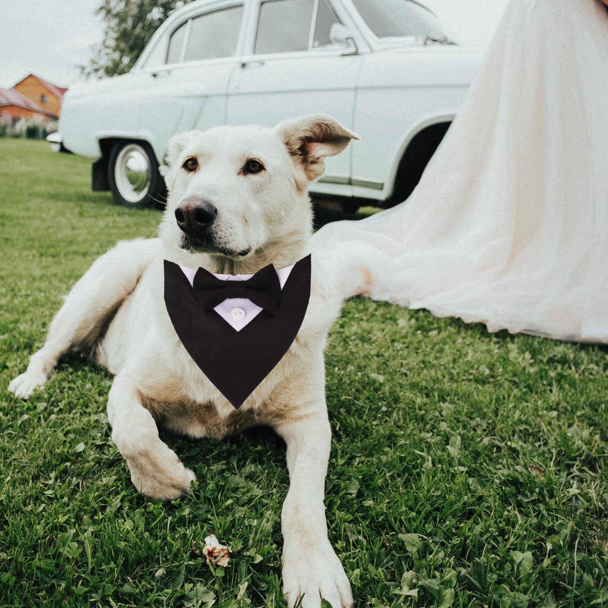 ADOGGYGO collier porté en promenade, maintien sécurisé et élégant