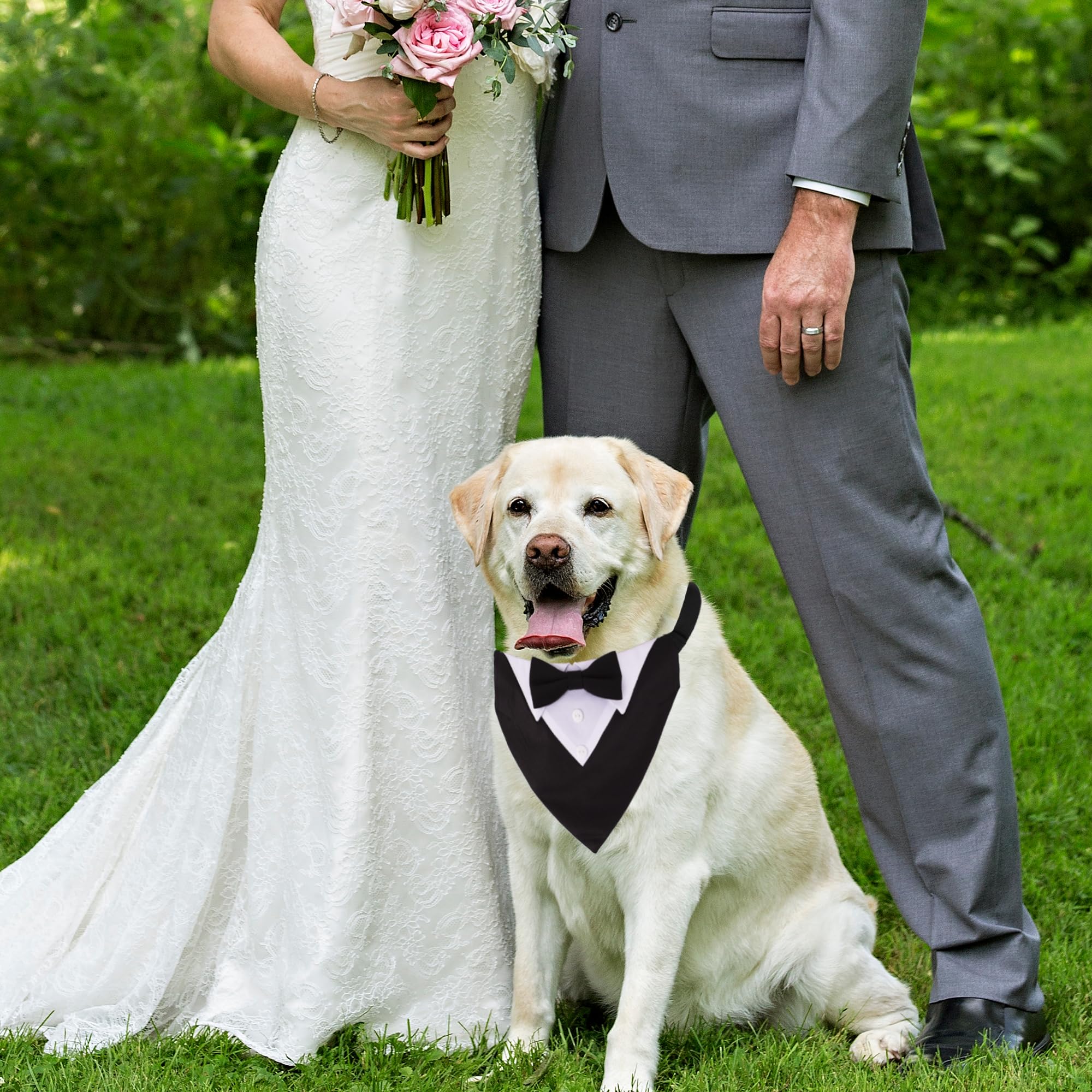 ADOGGYGO collier porté sur chien lors d'un mariage confort assuré