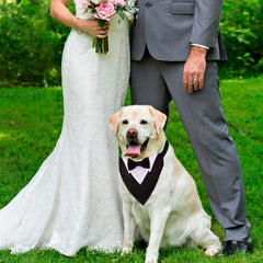 ADOGGYGO collier porté sur chien lors d'un mariage confort assuré