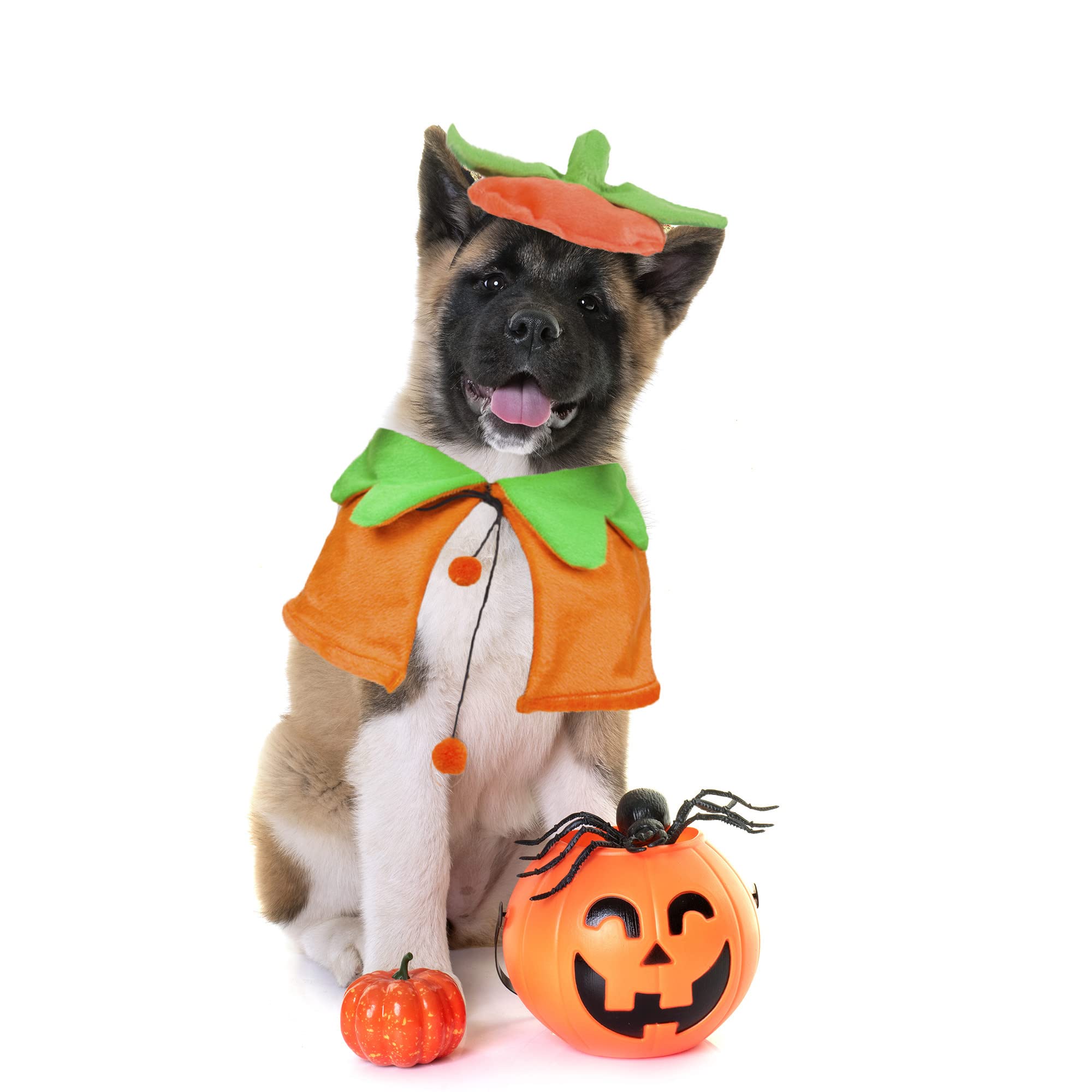 ADOGGYGO chapeau citrouille réglable porté par chien pour maintien sûr