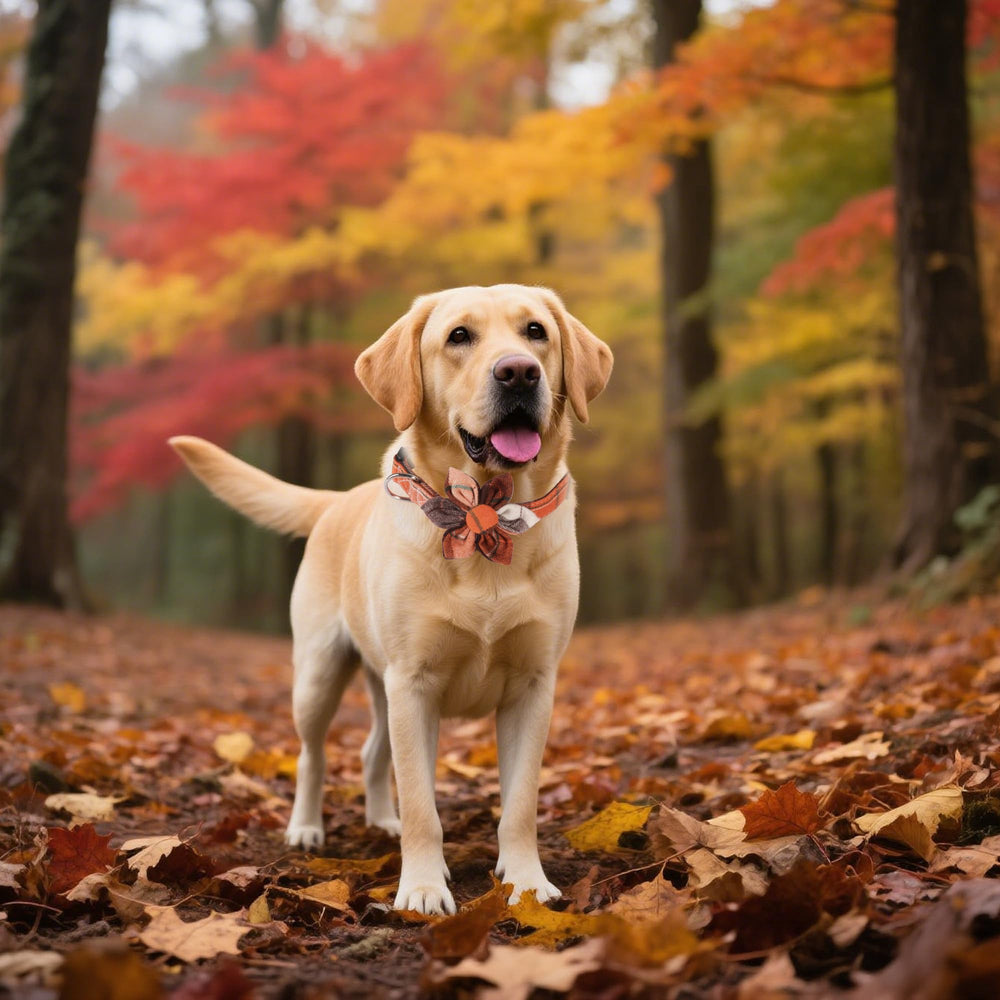 ADOGGYGO gros plan matière coton, confort doux pour chien