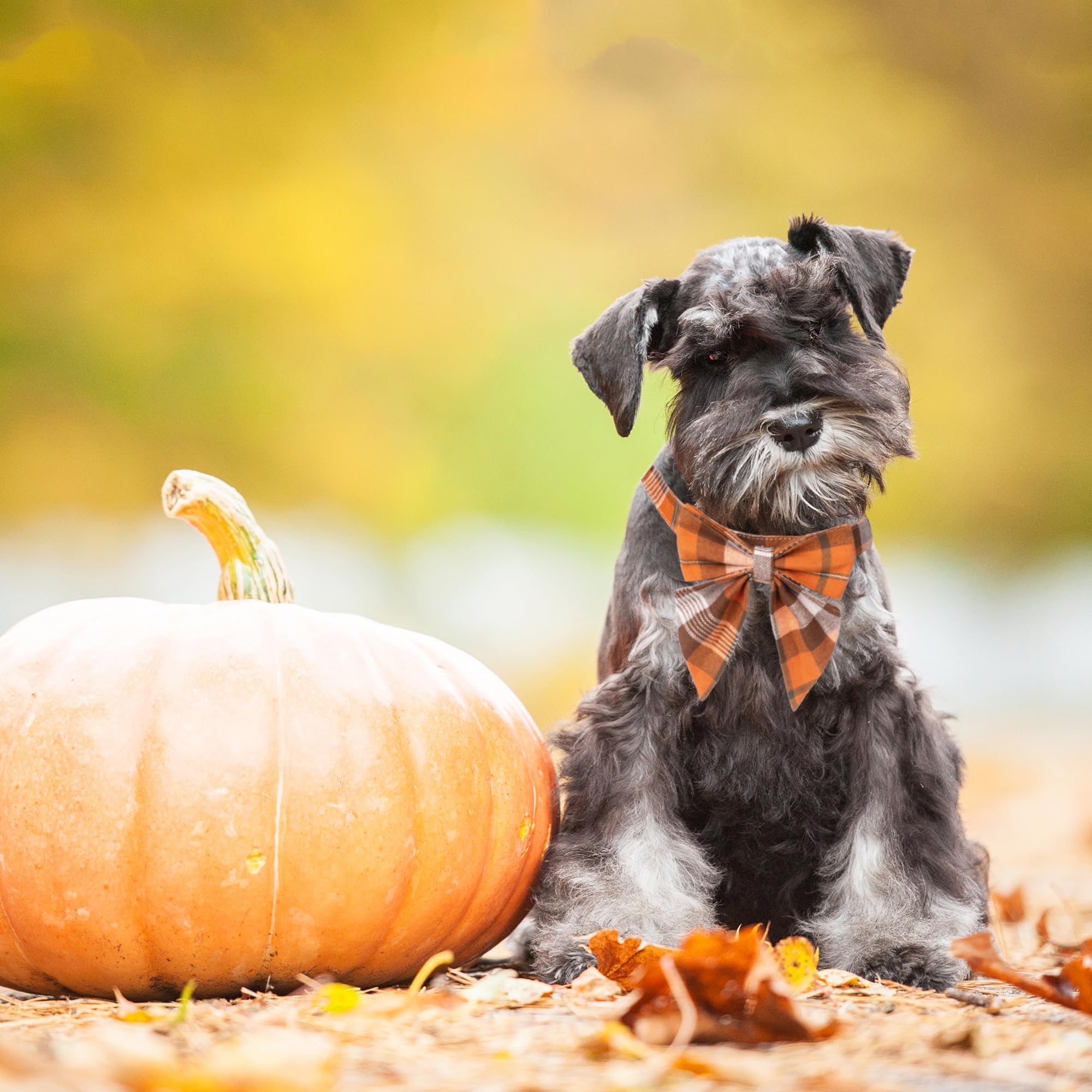 ADOGGYGO gros plan nœud montrant texture en coton et confort pour le chien