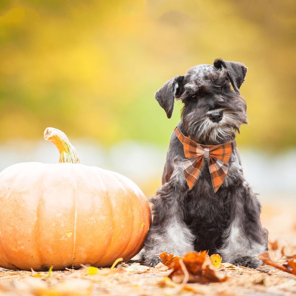 ADOGGYGO gros plan nœud montrant texture en coton et confort pour le chien