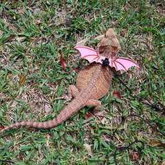 ADOGGYGO détail aile bat rose ajoutant style sans gêner