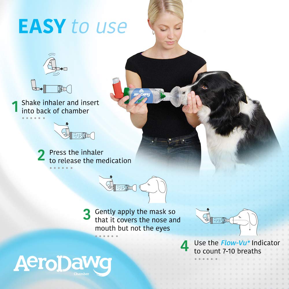 AeroDawg à l’échelle sur un chien moyen montrant ajustement et taille réelle
