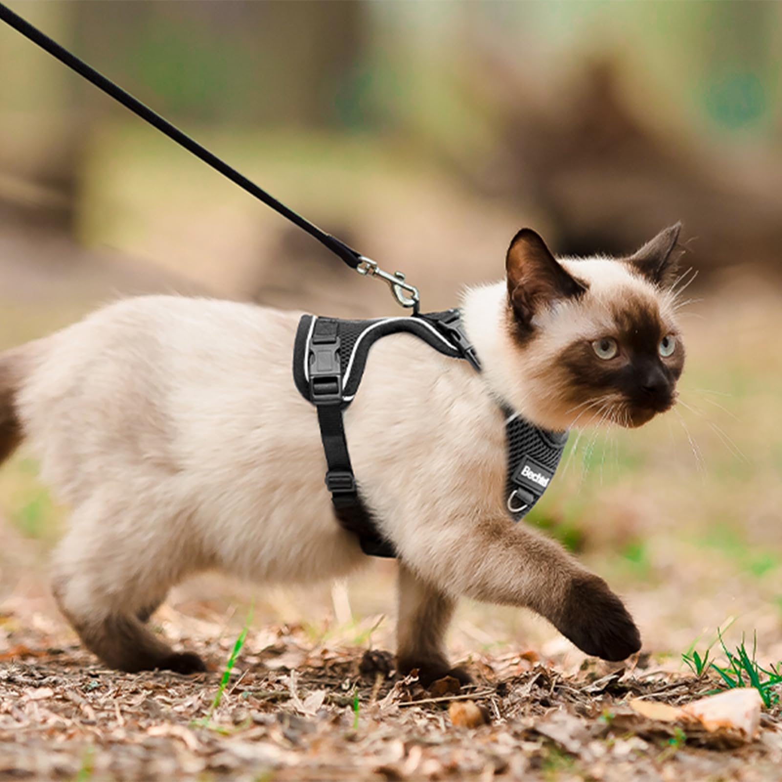 Aevyri chat en promenade visibilité et liberté contrôlée