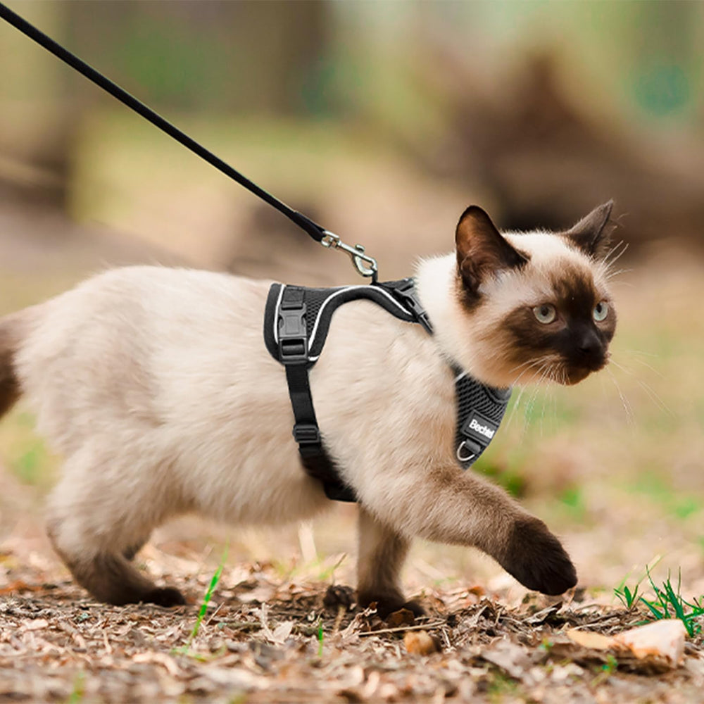 Aevyri chat en promenade avec harnais pour sorties confortables