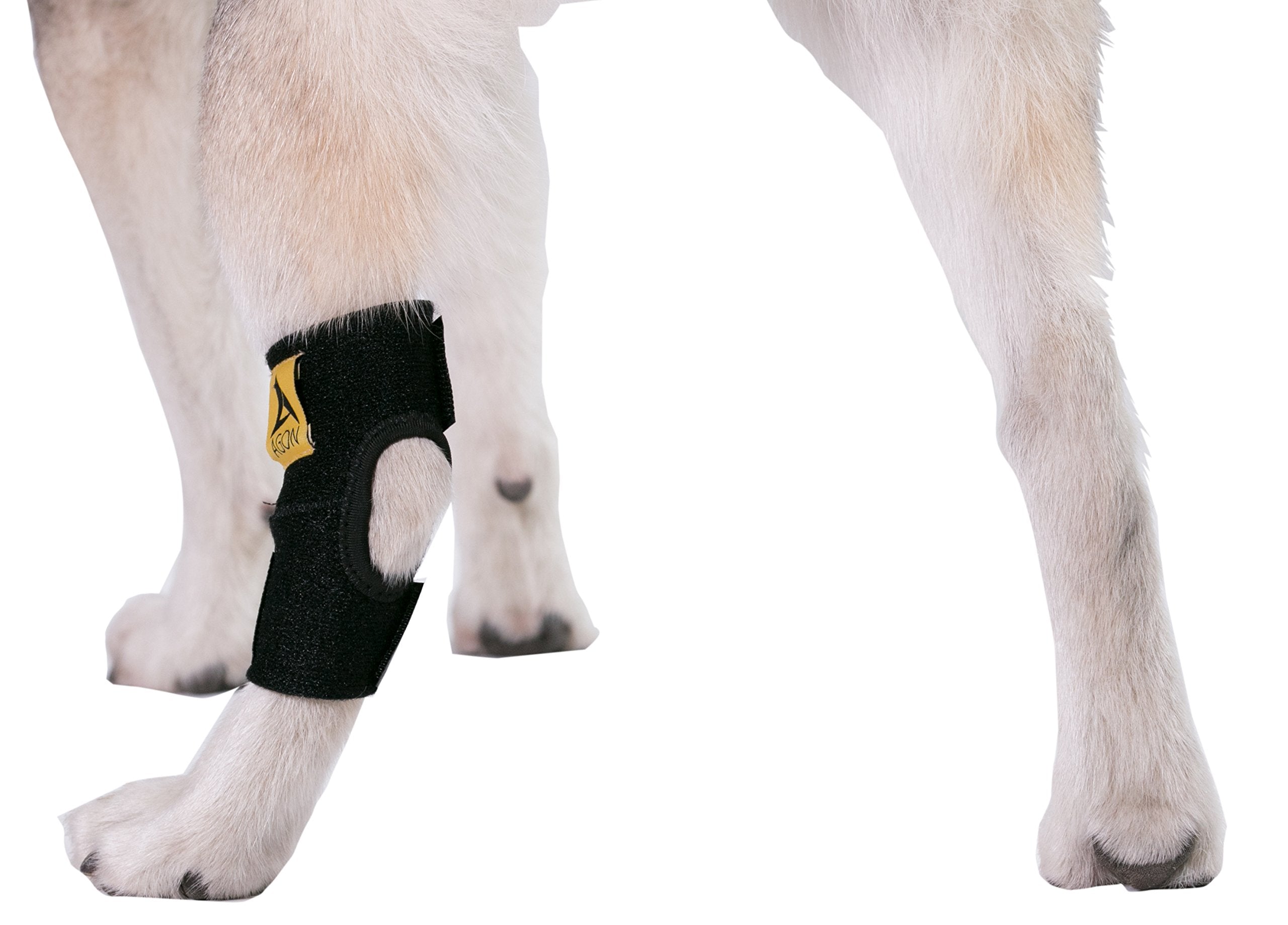 Agon attelle en utilisation sur un chien illustrant support et mobilité