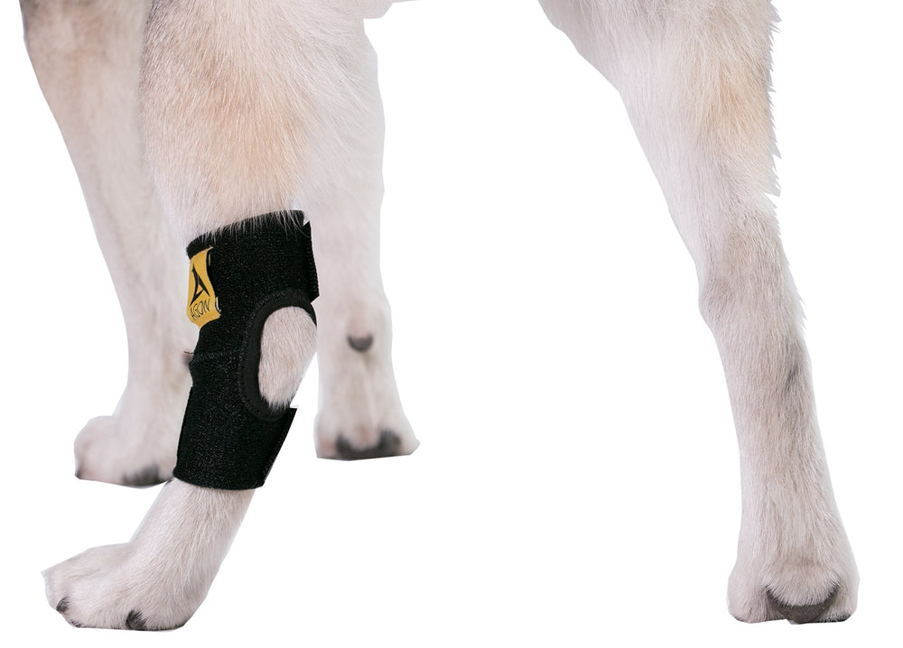 Agon attelle en utilisation sur un chien illustrant support et mobilité