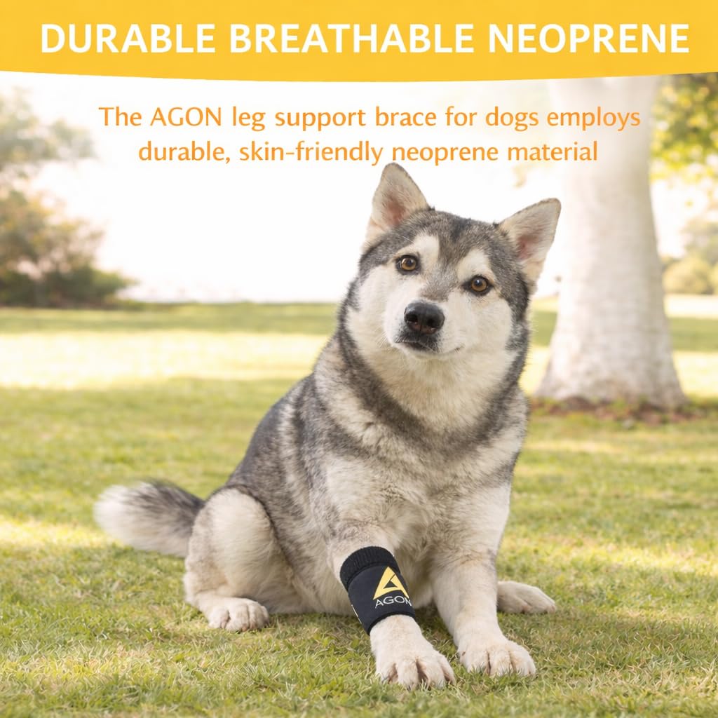 AGON chien en promenade portant l'orthèse, stabilité et mobilité améliorées