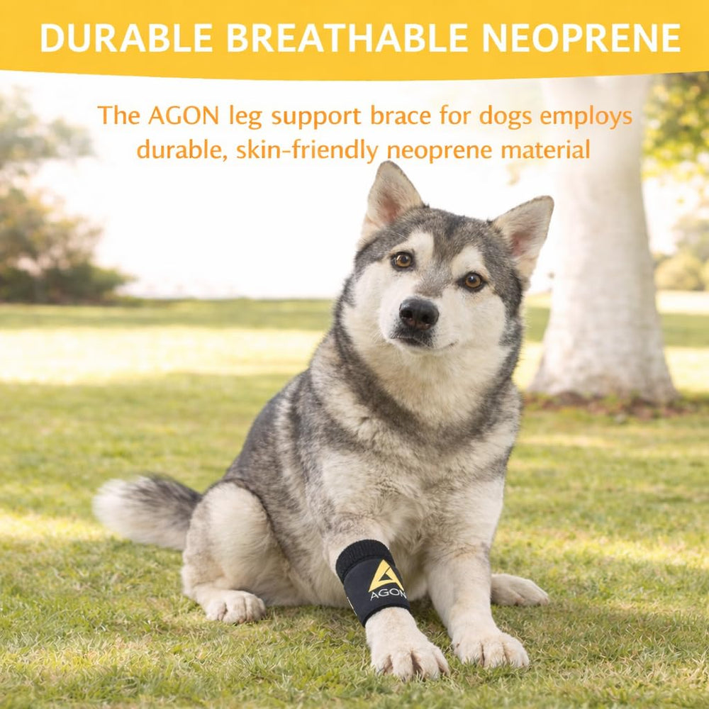 AGON chien en promenade portant l'orthèse, stabilité et mobilité améliorées