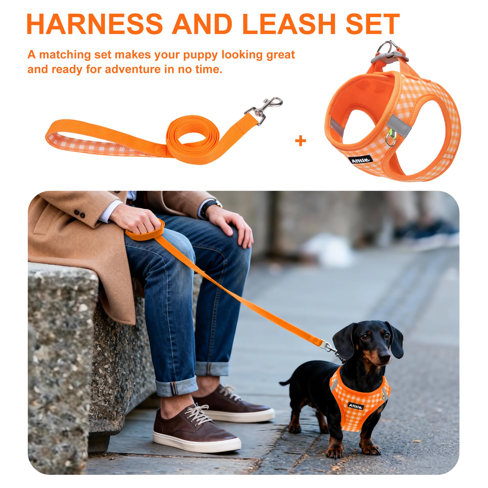 Aiitle comparaison de tailles montrant harnais XS pour petits chiens