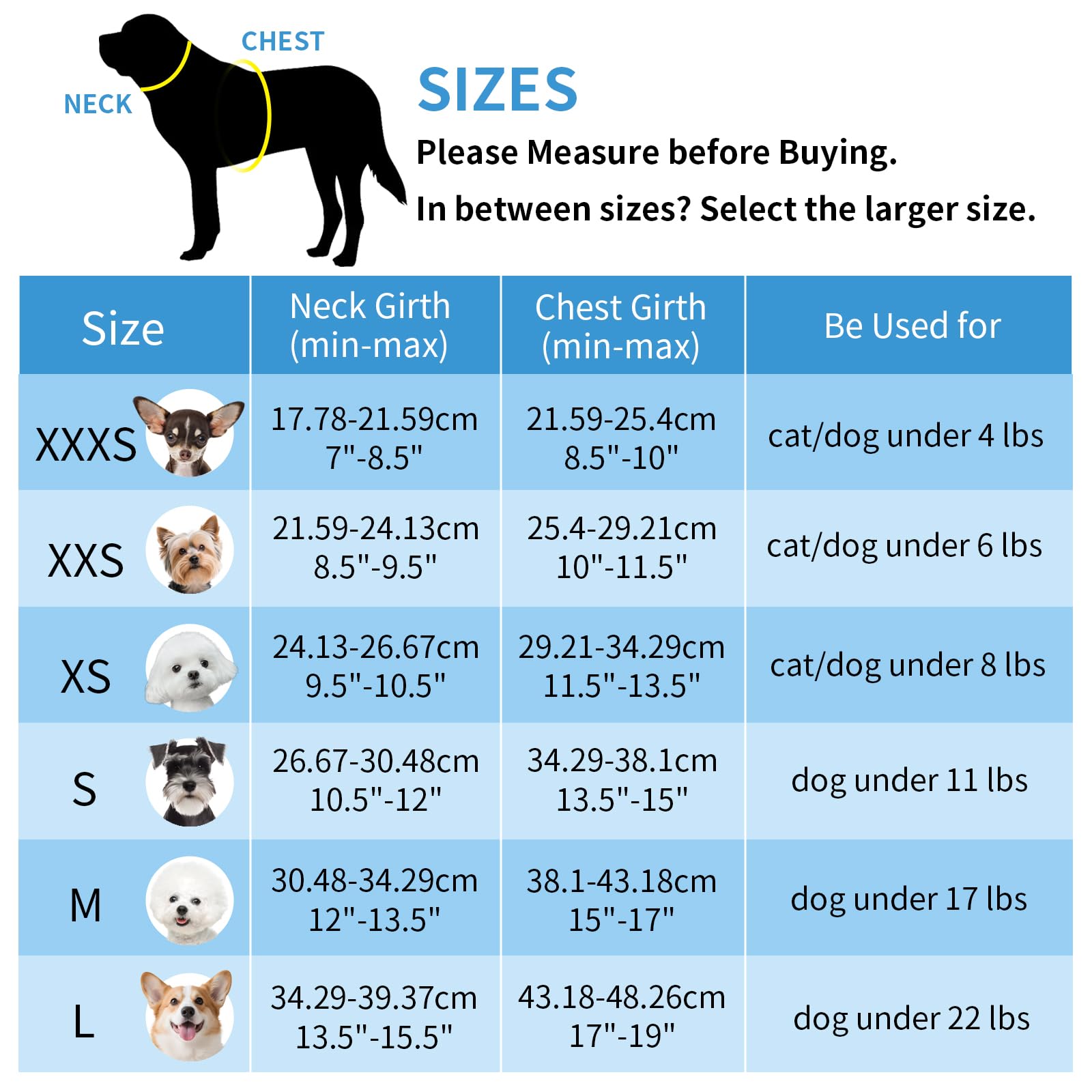 Aiitle chiot portant harnais en promenade, confort quotidien