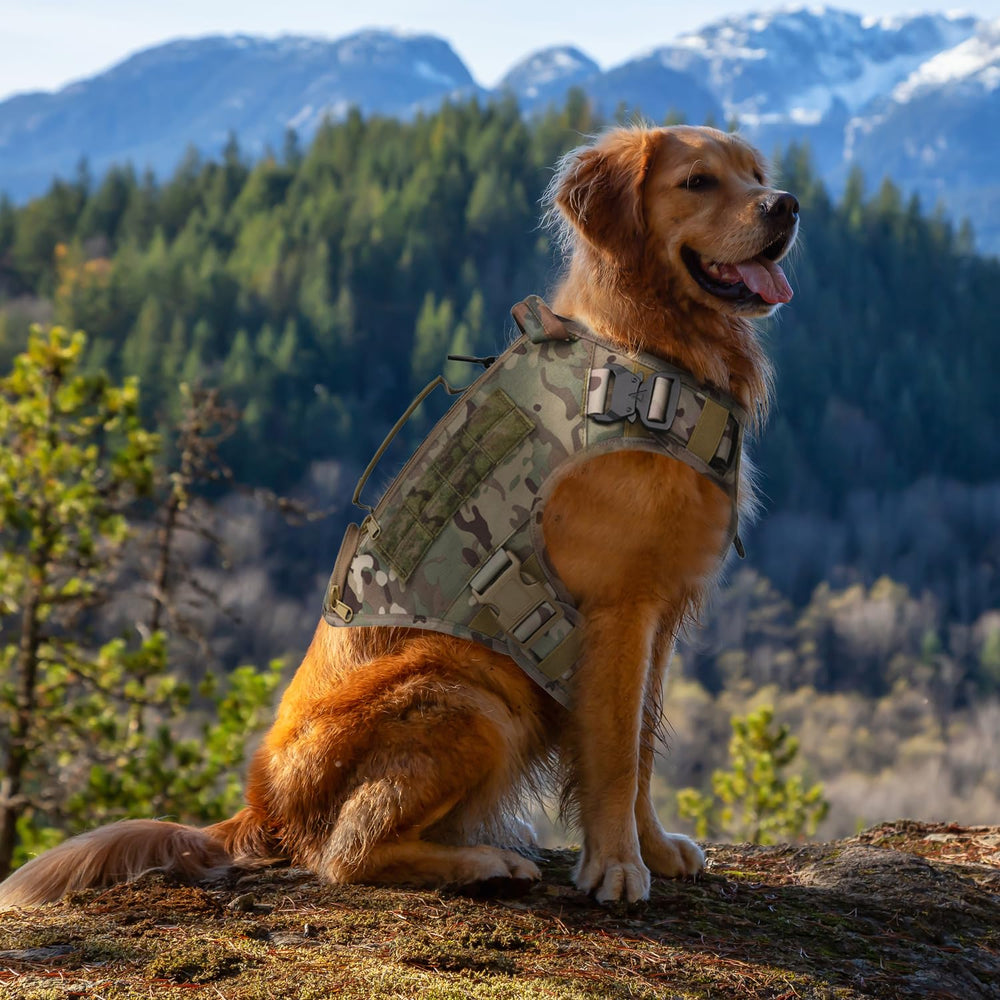 AIWAI harnais posé à côté d'un chien moyen pour comparaison de taille et ajustement