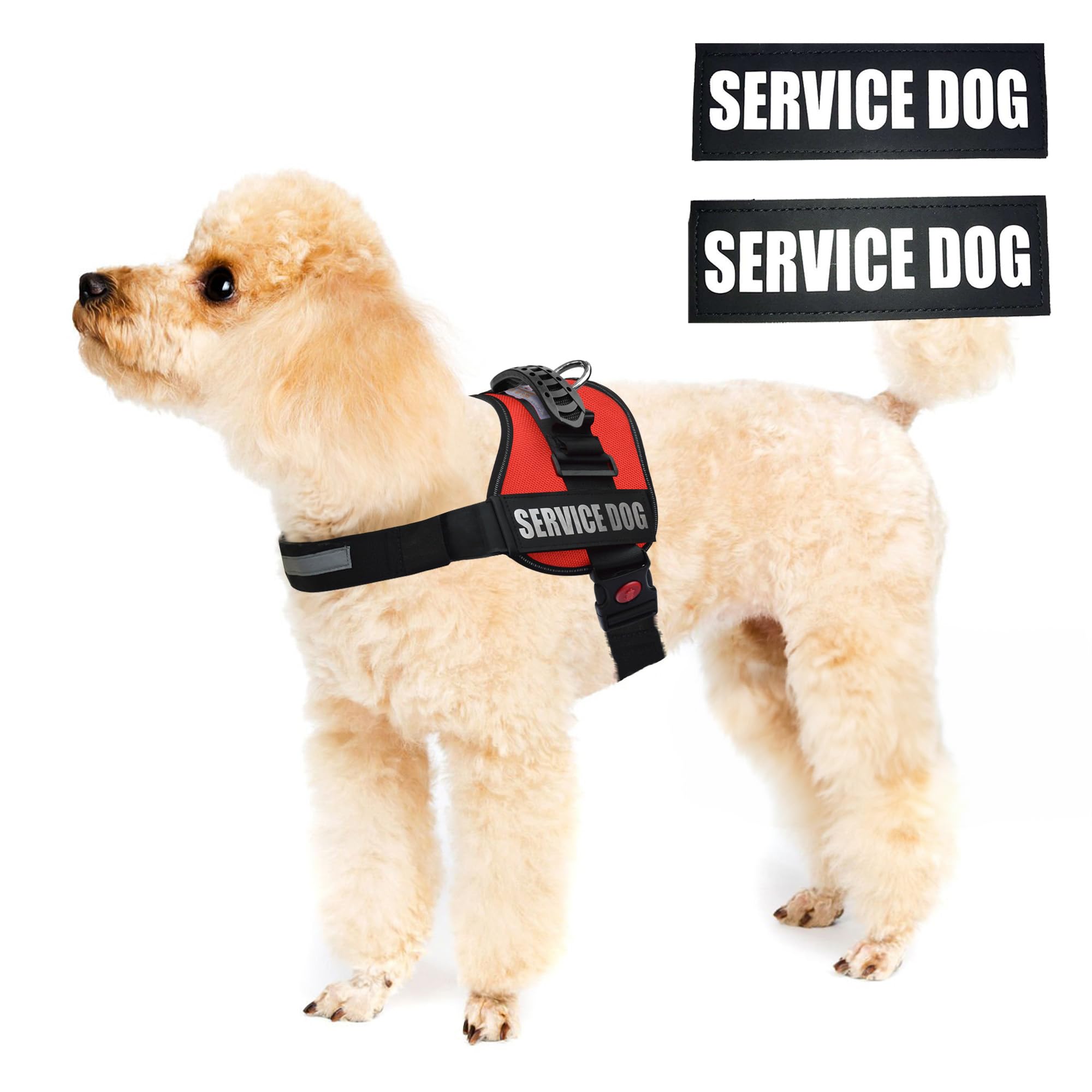 ALBCORP comparaison taille sur chien pour choisir la bonne taille
