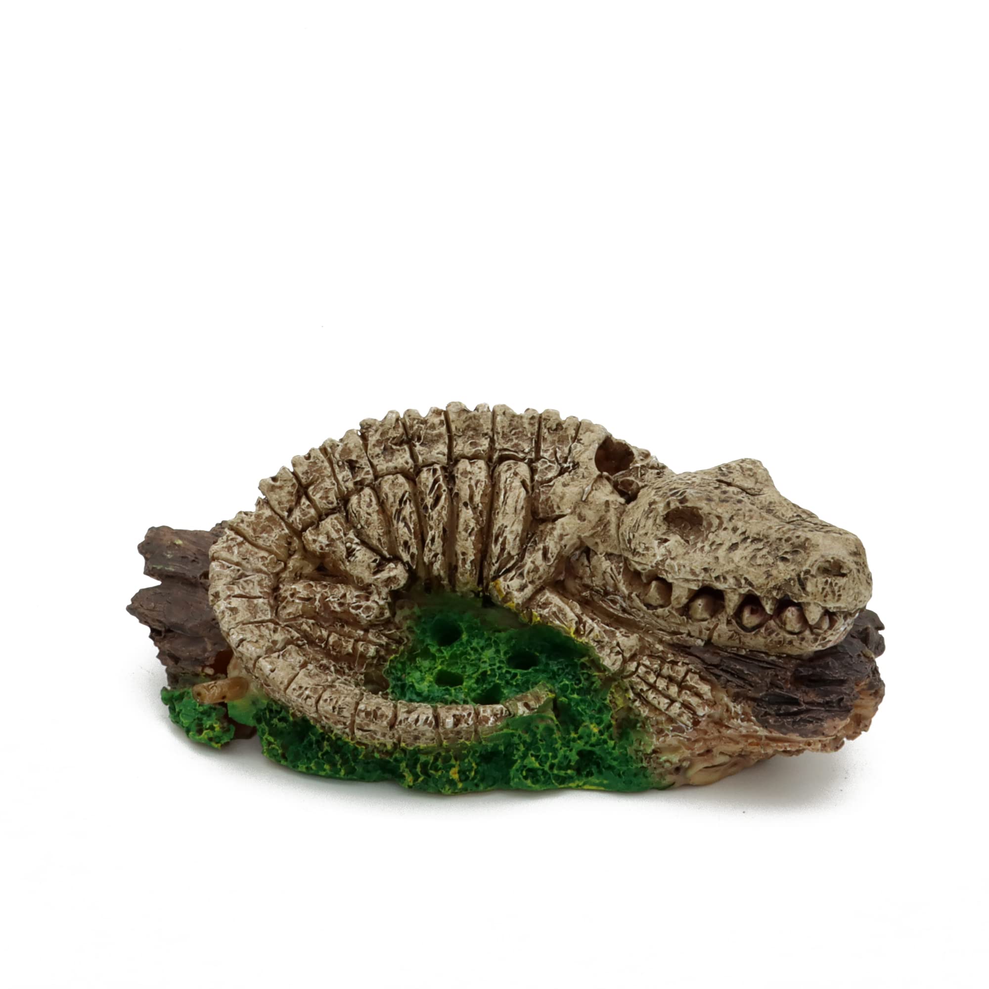 ALEGI dinosaure comparaison taille montrant l'échelle appropriée pour aquarium