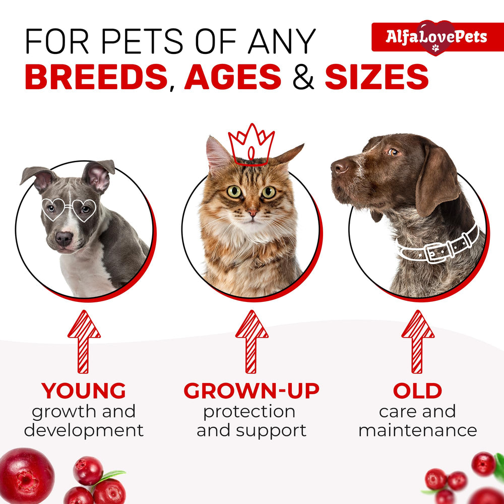 Alfa Love Pets ajout dans l'assiette démontrant compatibilité avec croquettes et pâtée