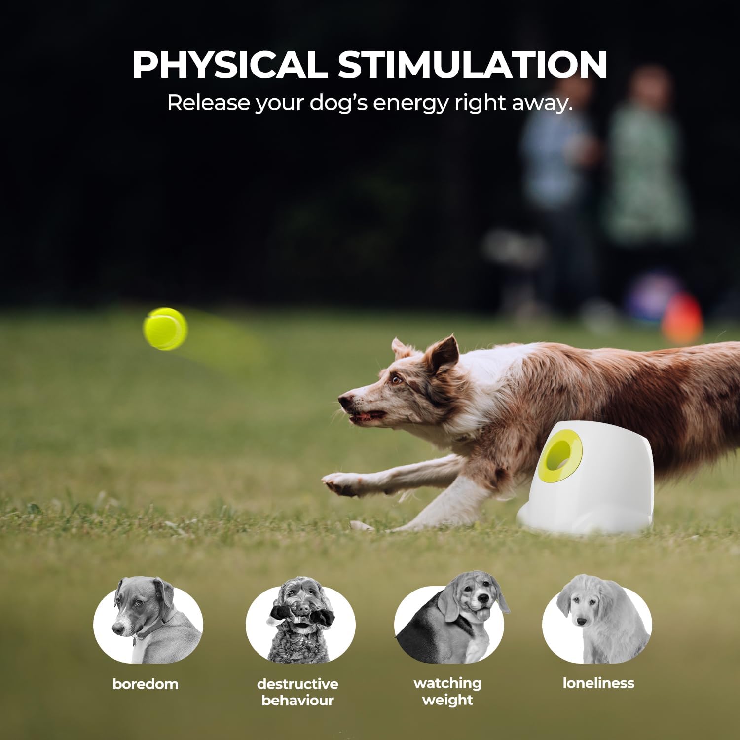 ALL FOR PAWS six balles incluses garantissant compatibilité et jeux prolongés