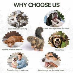 ALL FOR PAWS écureuil en jeu avec chien stimulant l'activité physique