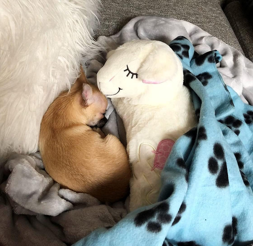 ALL FOR PAWS peluche pendant lavage avec module retiré pour hygiène