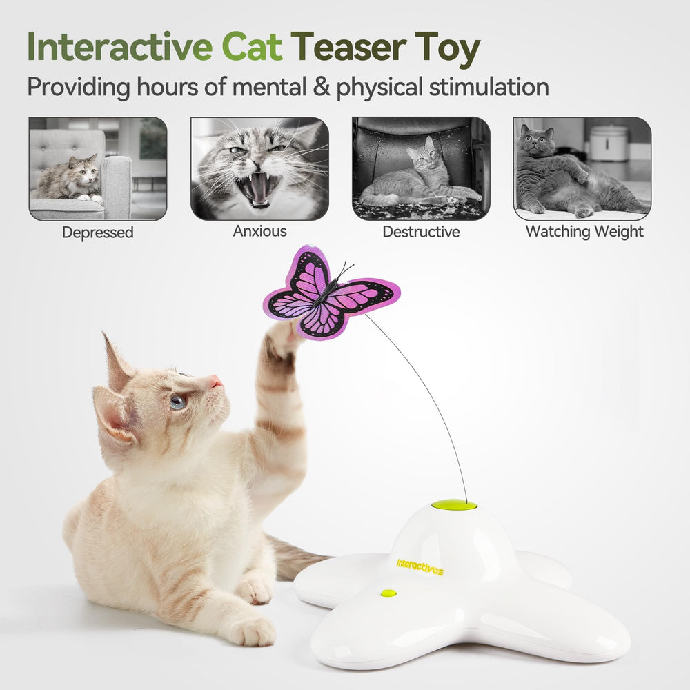 ALL FOR PAWS chat jouant avec le papillon montrant interaction et énergie