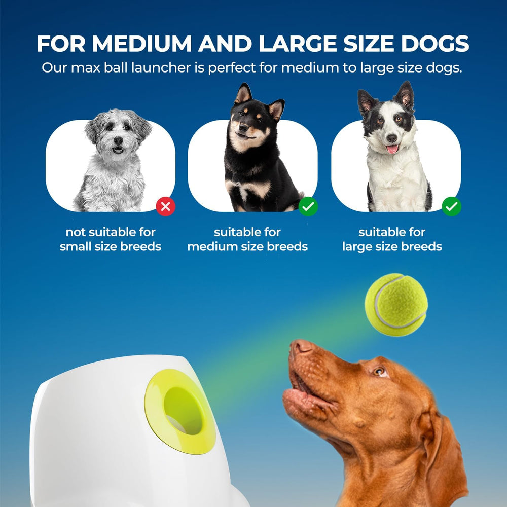 ALL FOR PAWS comparaison d'échelle montrant taille adaptée chiens moyens et grands