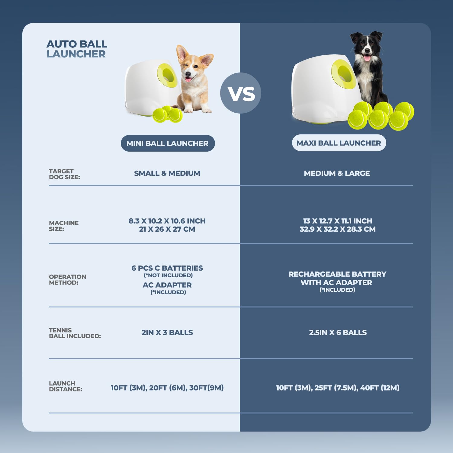 all for paws scène intérieure avec chien jouant pour divertissement sûr