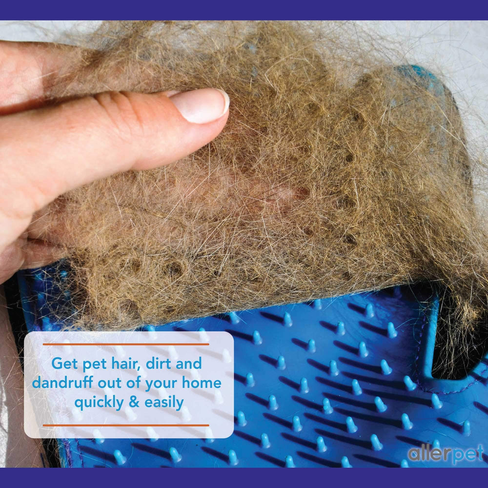 Allerpet appliqué à un chat doré apaisant le pelage et la peau