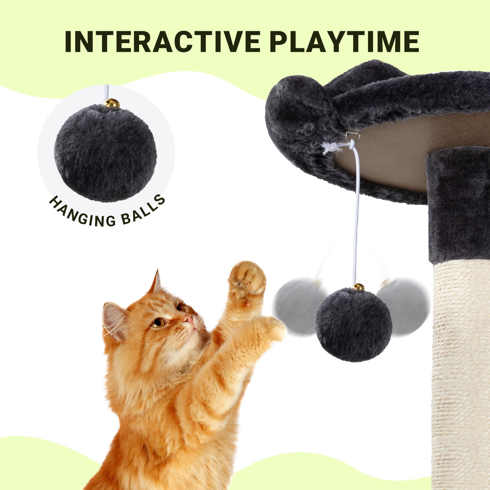 Allewie chat sur perchoir supérieur observe pièce, stimule curiosité